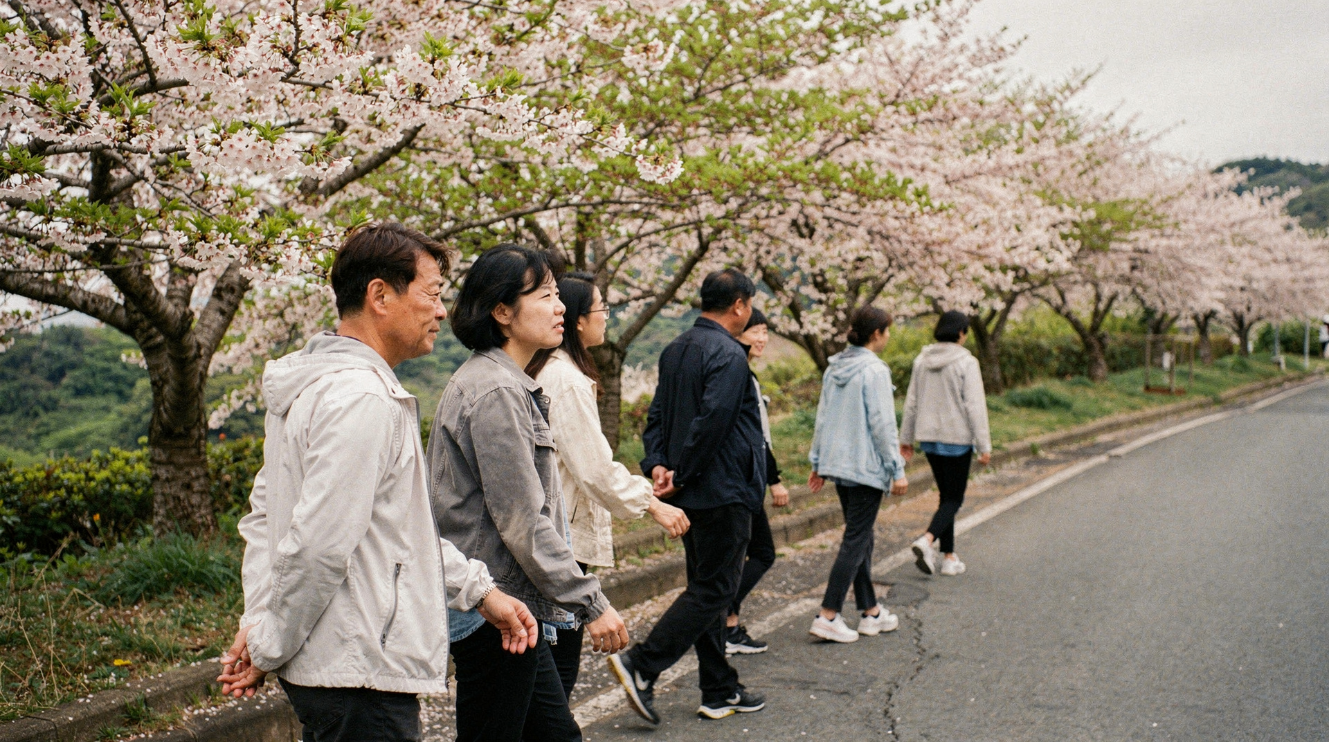 Cherry blossom timing in Jeju 2026