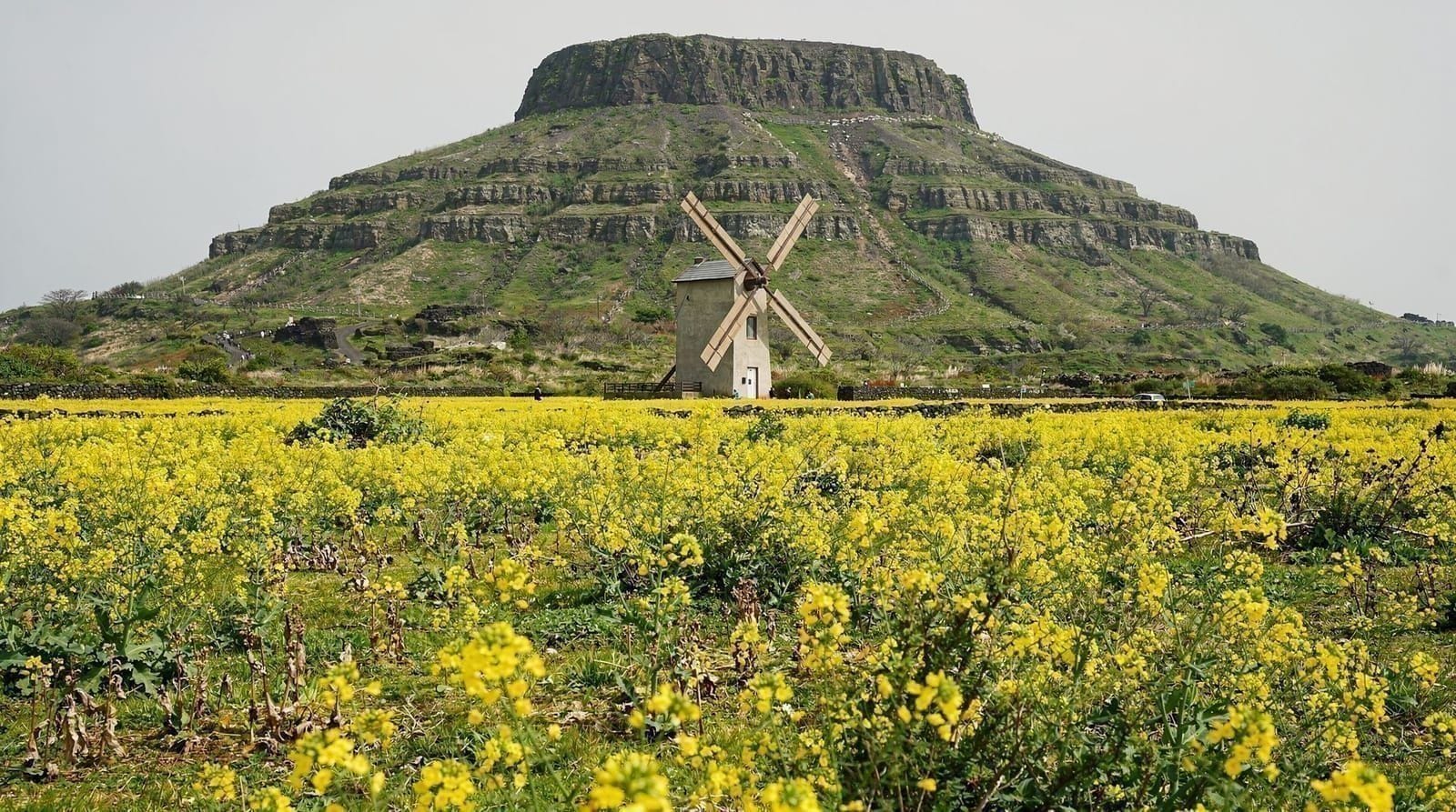 Jeju canola fields guide