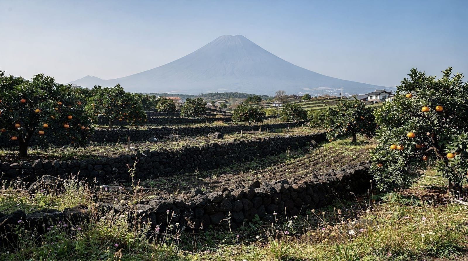 Jeju vs mainland Korea: what's different