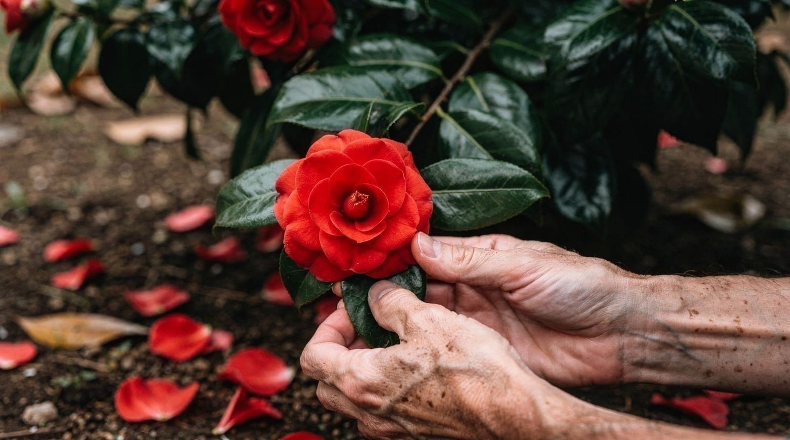 Temporada de camelias en Jeju