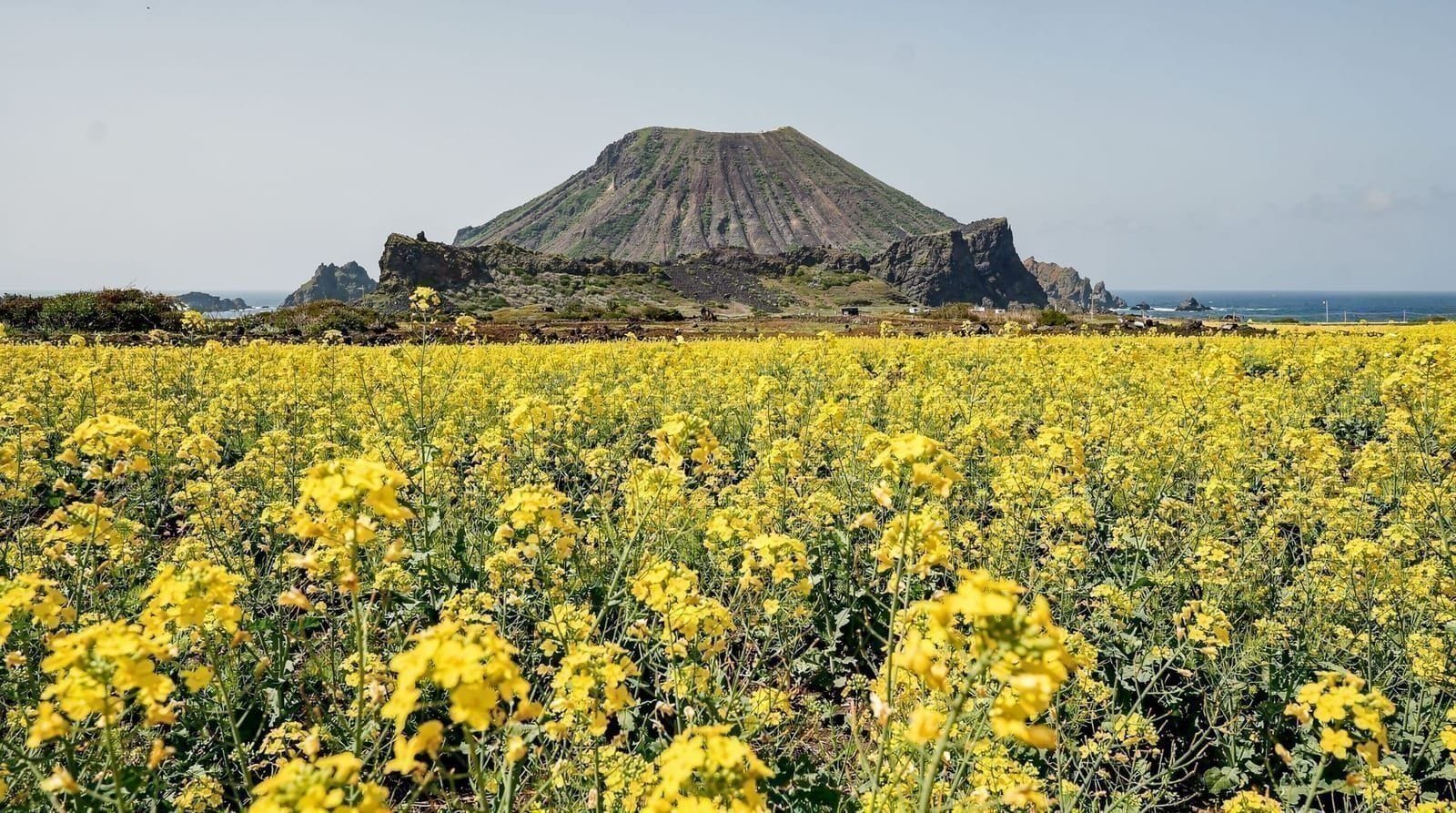 Temporada de flor de colza en Jeju