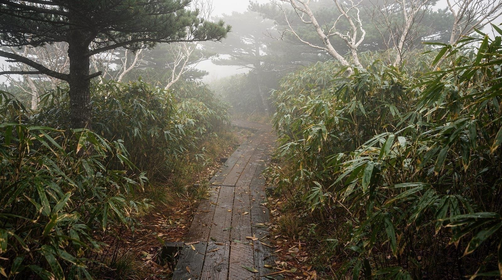 Hallasan: Eorimok Trail