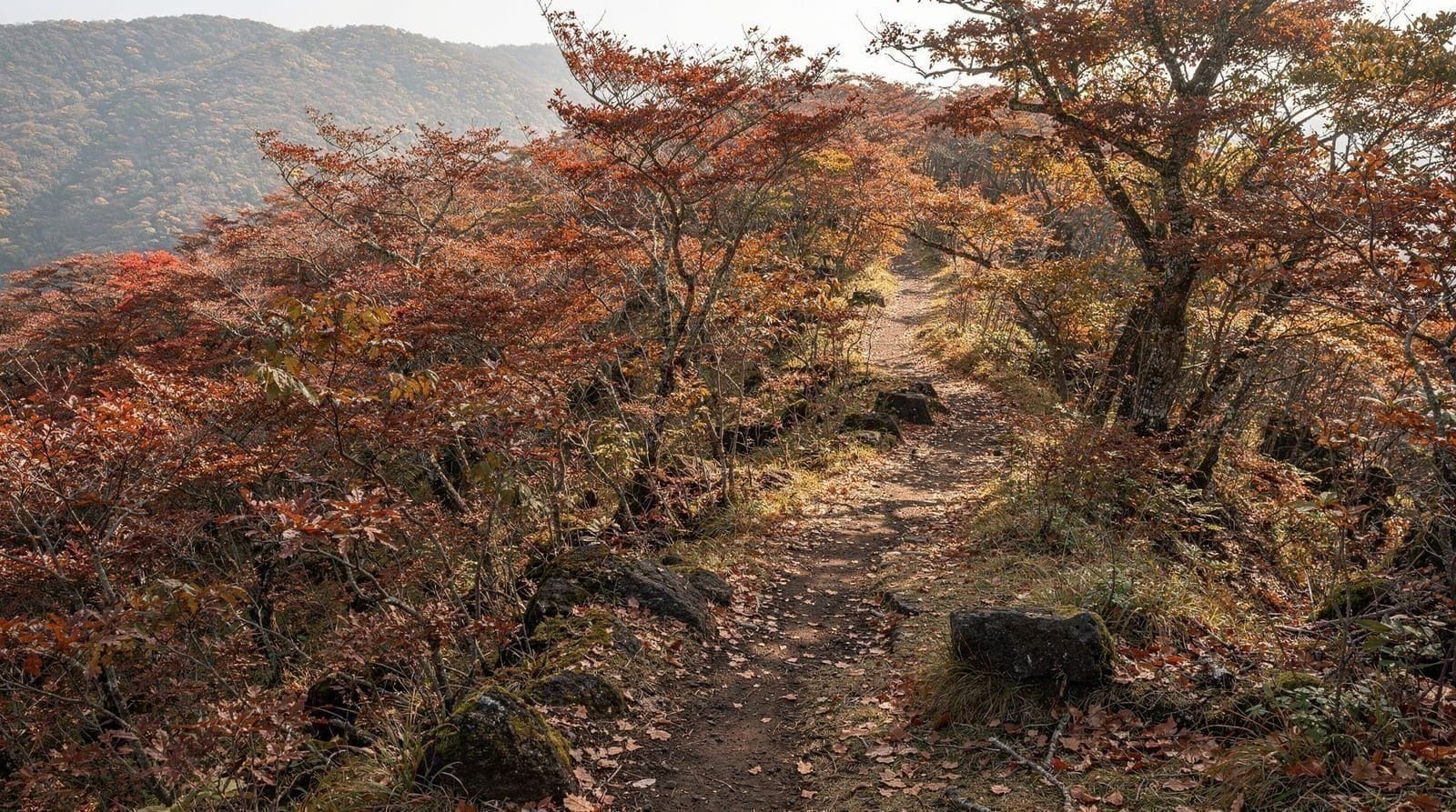 Jeju Autumn Foliage Guide