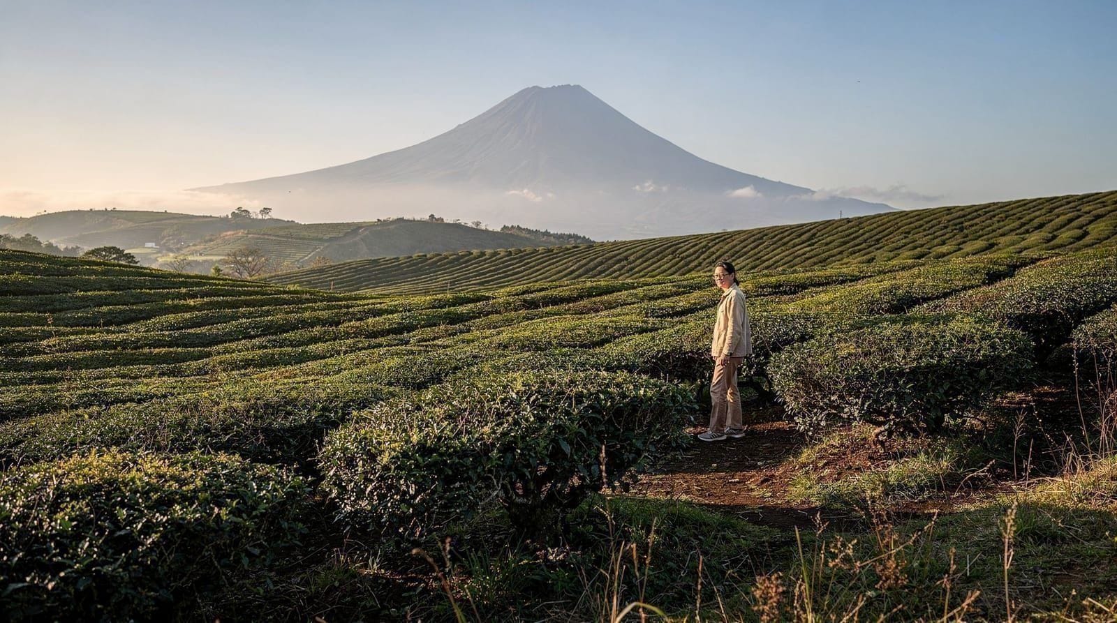 Jeju tea culture and Osulloc: a practical guide